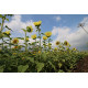 Canon EF-S10-18mm f/4.5-5.6 IS STM Lens Black Canon EF-S10-18mm f/4.5-5.6 IS STM Lens Black